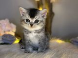 Bri̇ti̇sh Shorthai̇r Si̇lver Black Tabby