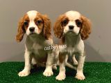 Dişi Ve Erkek King Charles Cavalier Yavrularımız
