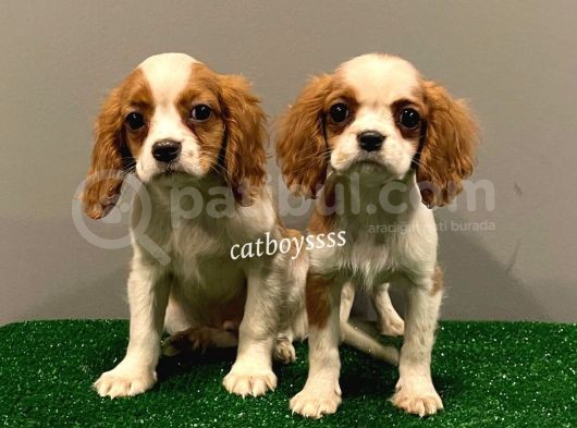 Dişi Ve Erkek King Charles Cavalier Yavrularımız görsel