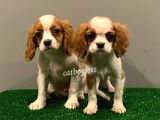 Dişi Ve Erkek King Charles Cavalier Yavrularımız