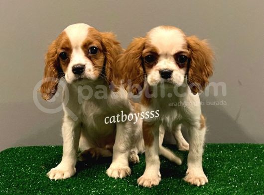 Dişi Ve Erkek King Charles Cavalier Yavrularımız görsel