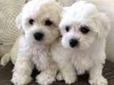 Güzelli̇kte Eşi̇ Benzeri̇ Yok Mi̇ni̇ Boy Maltese Teri̇er