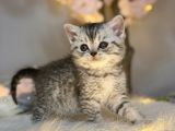 British Shorthair Silver Tabby