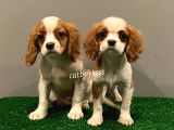Dişi Ve Erkek King Charles Cavalier Yavrularımız