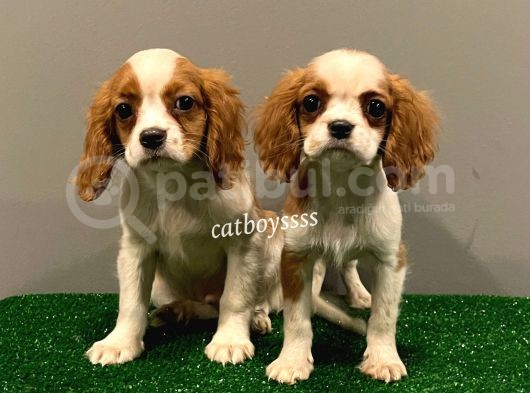 Dişi Ve Erkek King Charles Cavalier Yavrularımız görsel