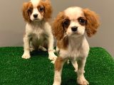 Dişi Ve Erkek King Charles Cavalier Yavrularımız