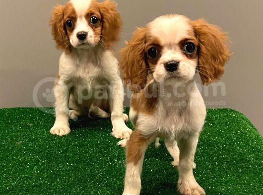 Dişi Ve Erkek King Charles Cavalier Yavrularımız görsel
