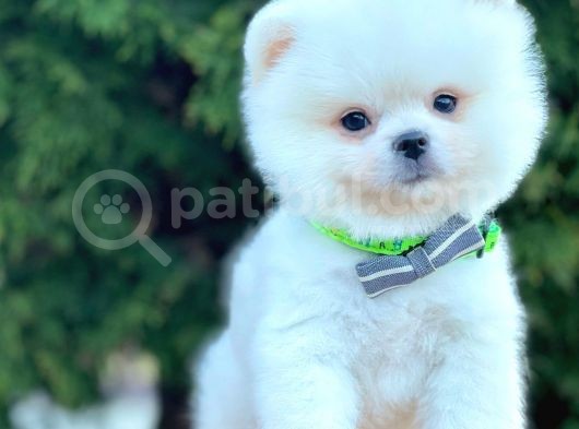 Boo Pomeranian Mini Boy Yavrular görsel