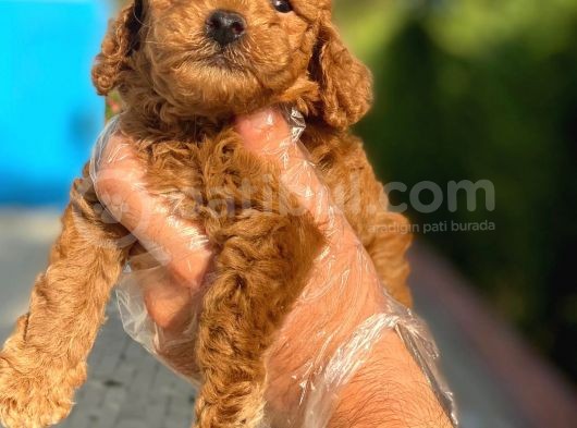 Pasaportlu Poodle Bebekleri̇mi̇z