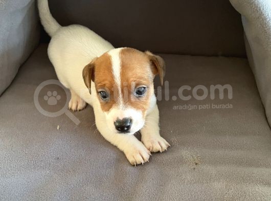 Jack Russel Kısa Bacak Kısa Tüy görsel
