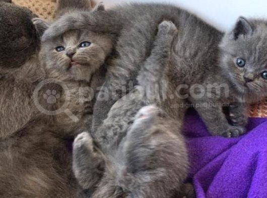 British Shorthair | Anne Baba Safkan | Tatlı Yavrular