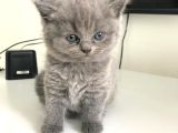 British Shorthair | Anne Baba Safkan | Tatlı Yavrular