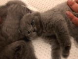 British Shorthair | Anne Baba Safkan | Tatlı Yavrular