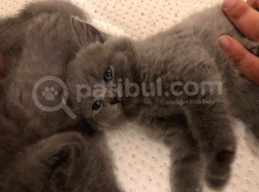 British Shorthair | Anne Baba Safkan | Tatlı Yavrular görsel