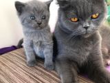 British Shorthair | Anne Baba Safkan | Tatlı Yavrular