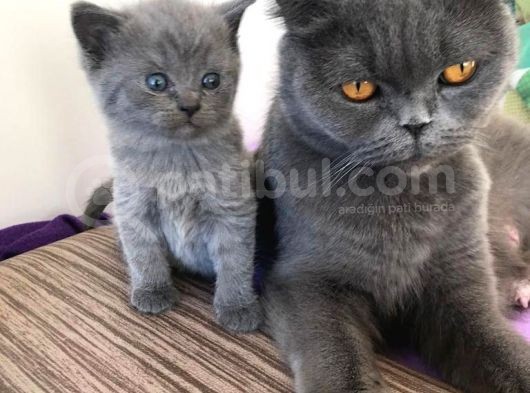 British Shorthair | Anne Baba Safkan | Tatlı Yavrular görsel