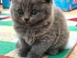 British Shorthair | Anne Baba Safkan | Tatlı Yavrular
