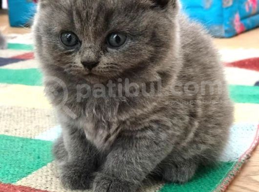 British Shorthair | Anne Baba Safkan | Tatlı Yavrular görsel