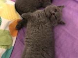 British Shorthair | Anne Baba Safkan | Tatlı Yavrular