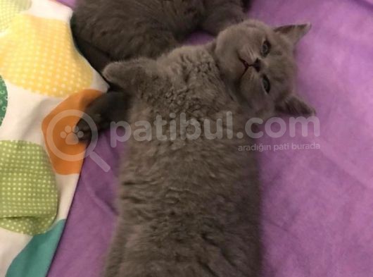 British Shorthair | Anne Baba Safkan | Tatlı Yavrular görsel