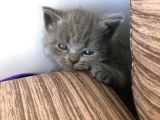 British Shorthair | Anne Baba Safkan | Tatlı Yavrular