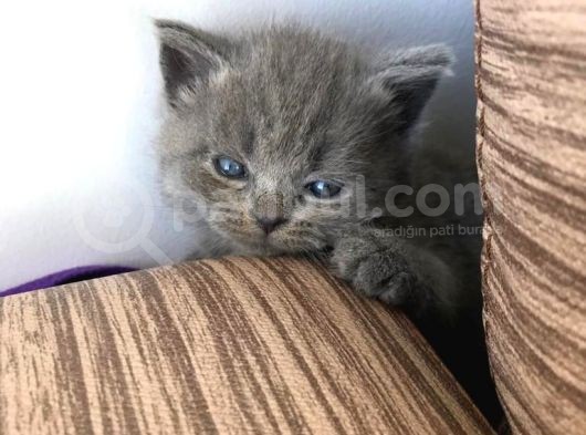 British Shorthair | Anne Baba Safkan | Tatlı Yavrular görsel