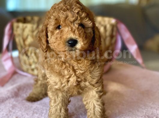 Muhtesem Guzellikte Toy Poodle Yavrular görsel