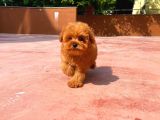 Red Brown 3 Aylık Toy Poodle Yavrumuz  Carlos