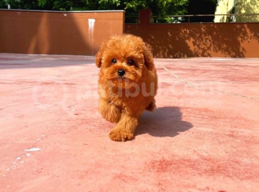 Red Brown 3 Aylık Toy Poodle Yavrumuz  Carlos görsel