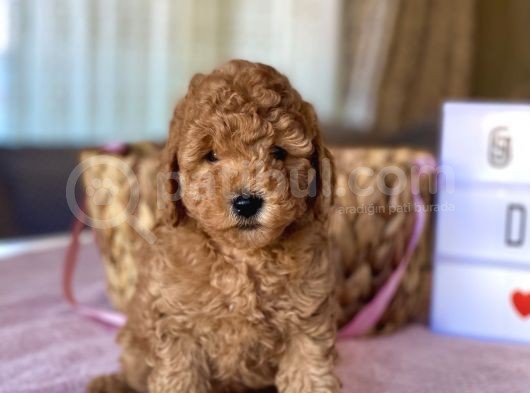 Muhtesem Guzellikte Toy Poodle Yavrular görsel