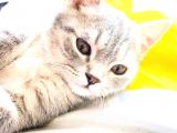 Çok Uysal Ve Sevimli Kedi İstiyenlere