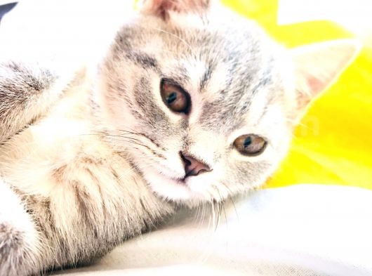 Çok Uysal Ve Sevimli Kedi İstiyenlere görsel
