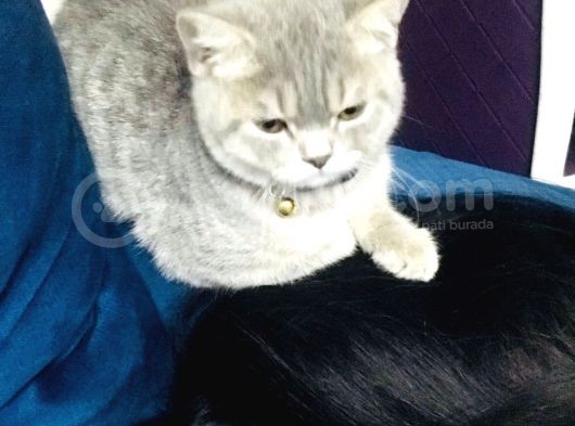 Çok Uysal Ve Sevimli Kedi İstiyenlere