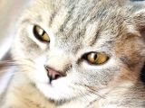 Çok Uysal Ve Sevimli Kedi İstiyenlere