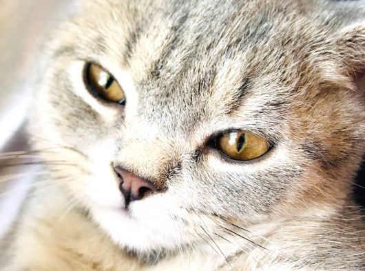 Çok Uysal Ve Sevimli Kedi İstiyenlere görsel