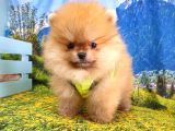 Teddy Face Pomeranian Boo Yavrularımız