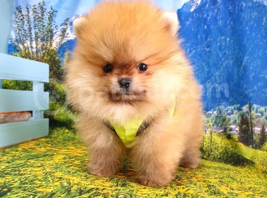 Teddy Face Pomeranian Boo Yavrularımız görsel
