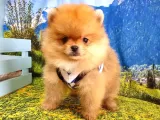 Orjinal Pomeranian Boo Yavrularımız