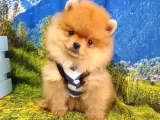Orjinal Pomeranian Boo Yavrularımız