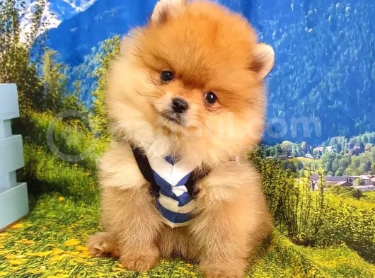 Orjinal Pomeranian Boo Yavrularımız görsel