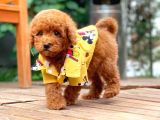 Sevimli Sempatik Pomeranian Boo Oğlumuz Hugo