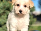 Toyface Toyboy Maltıpoo Yavrumuz