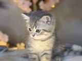 Show Class Bri̇ti̇sh Shorthai̇r Whi̇skas