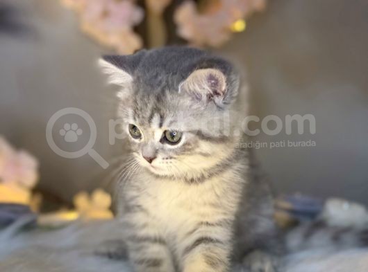 Show Class Bri̇ti̇sh Shorthai̇r Whi̇skas görsel
