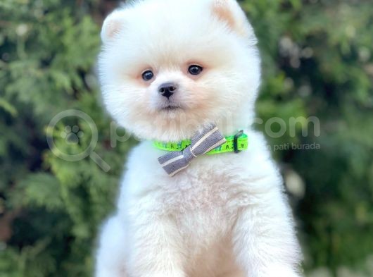 Safkan Teddy Surat Pomeranian Boo Yavrularımız görsel