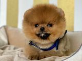 Safkan Teddy Surat Pomeranian Boo Yavrularımız