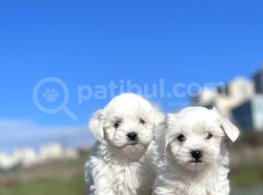 0 Numara Muhteşem Güzellikte Maltese Bebekler görsel