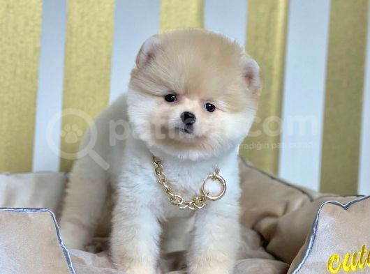 Ayıcık Sevimli Boo Pomeranian Yavrular görsel