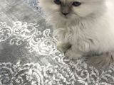 Maviş Kedim