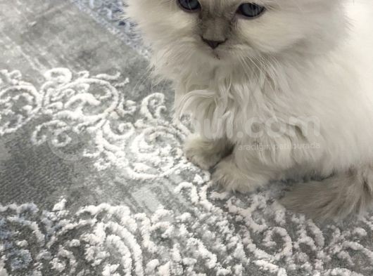 Maviş Kedim görsel